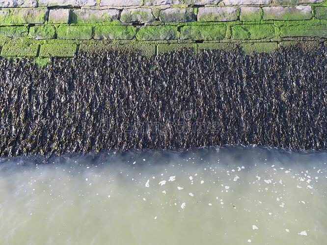 seaweed-growing-stones-quay-wall-beach-ostend-belgium-170497704