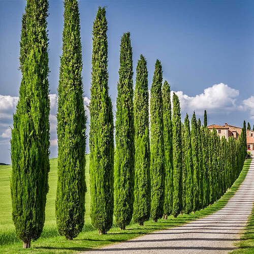 Italian_Cypress_6_FGT_650x