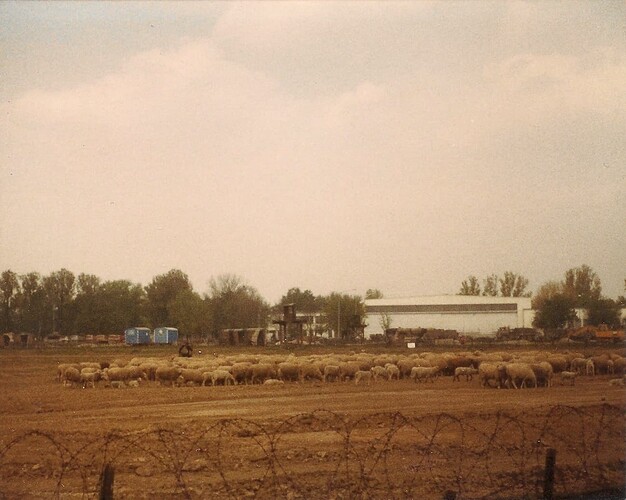 Sheep 1981