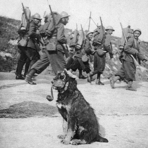 French Soldiers Passing By A Dog Wearing Googles And Smoking A Pipe, 1915
