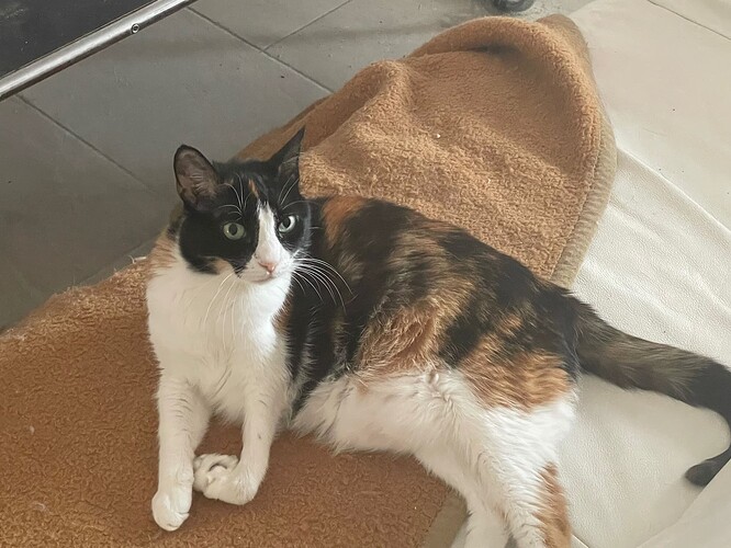 Intrigue of Cats, litter of Panthers 247 by Chnoone WWII Axis