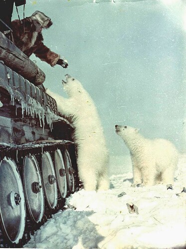 Feeding polar bears from a tank, 1950 (1)