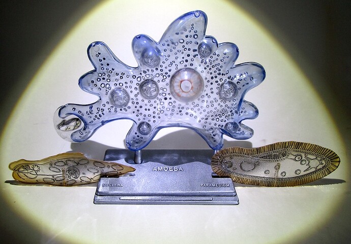 AMOEBA_EUGLENA_PARAMECIUM_Atlantis-Models