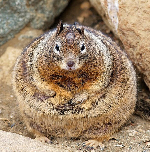 fat-squirrels4