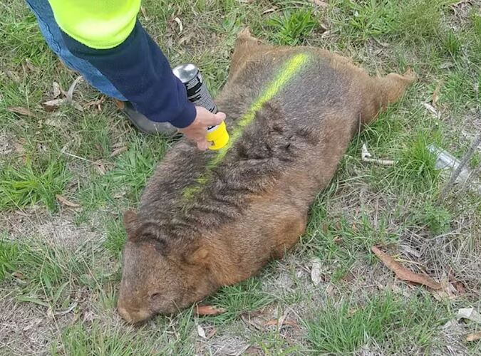 wombat