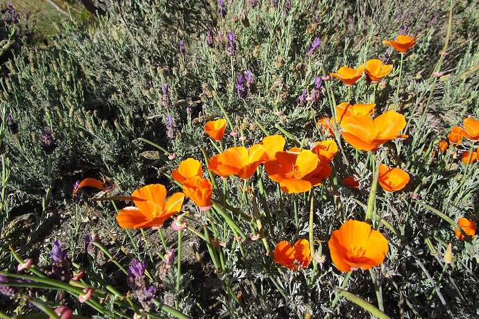 sprueone_poppies-and-lavender