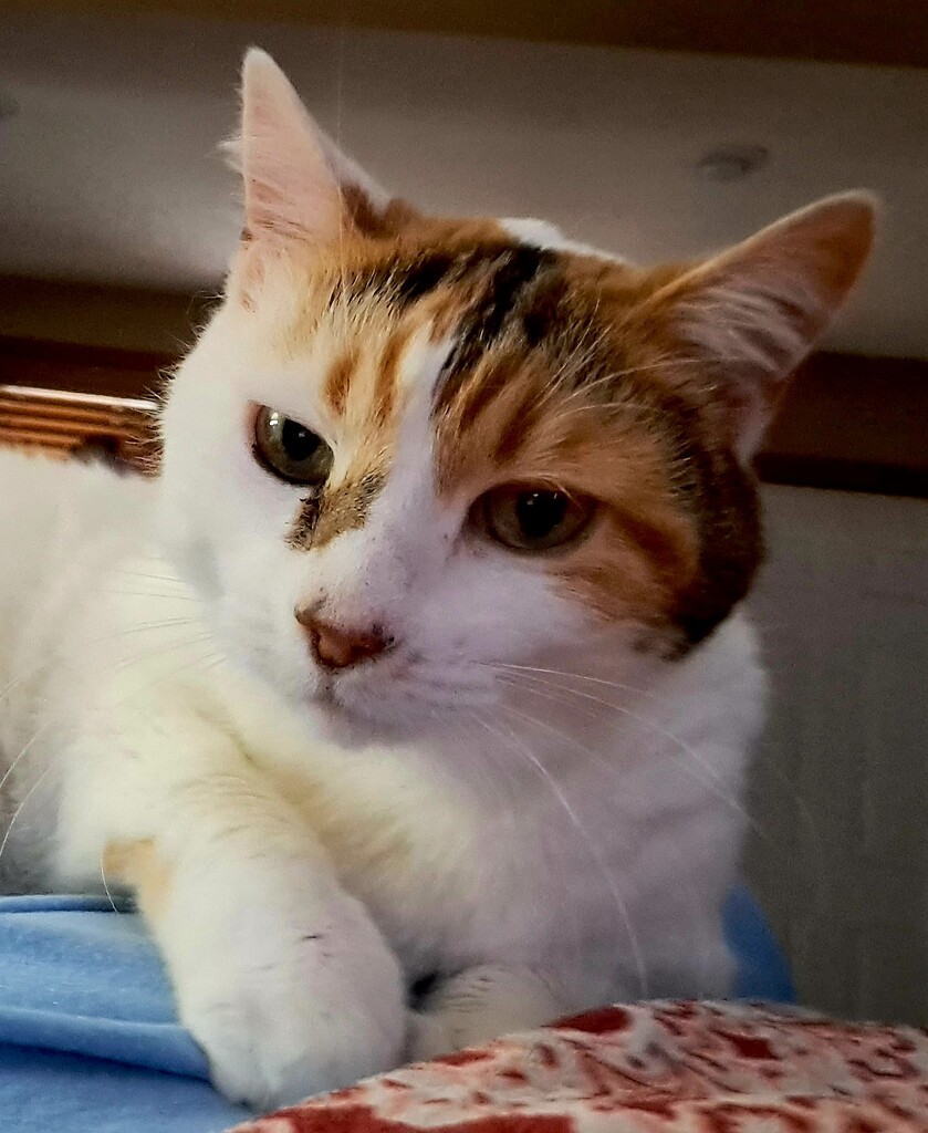 Intrigue of Cats, litter of Panthers WWII Axis KitMaker Network