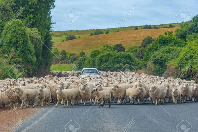 148817070-sheep-surrounding-a-car-on-a-road-at-catlins-region-of-new-zealand