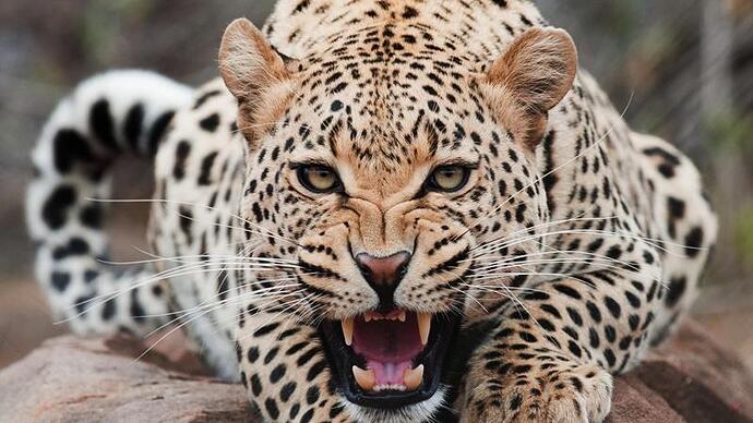 4433568-leopard-wallpapers