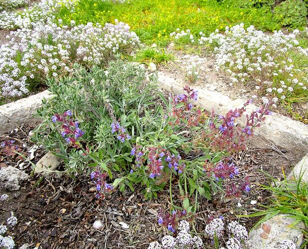 Flowerula_Sagetura