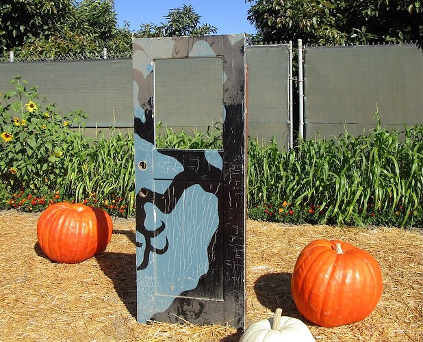 Pumpkin_patch_c_hps
