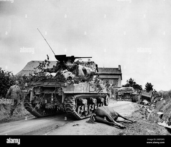 france-august-6-1944-american-tanks-lumbering-ahead-on-their-way-to-avranches-dead-horses-and-wrecked-german-equipment-lie-at-the-side-of-the-road-2RBTDP5
