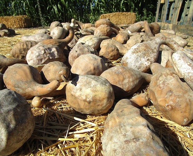 Pumpkin_patch_b