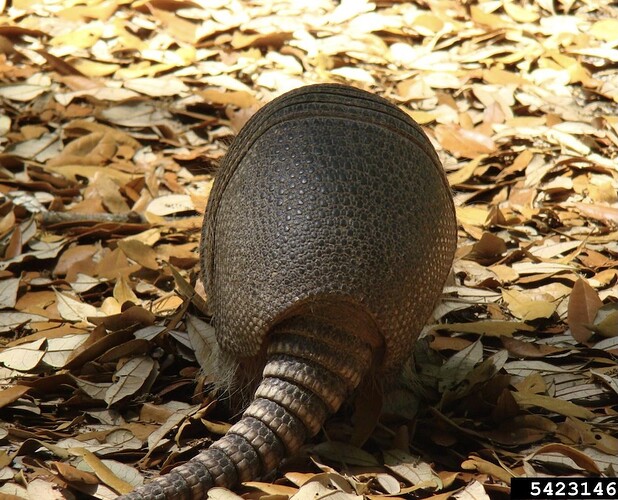 Armadillo_caboose