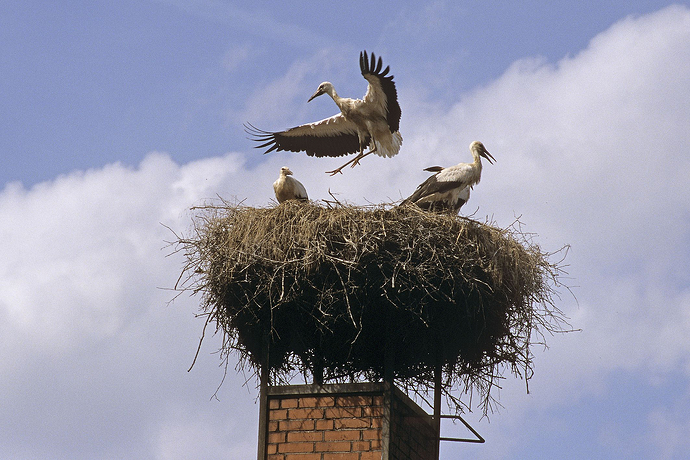 storchennest