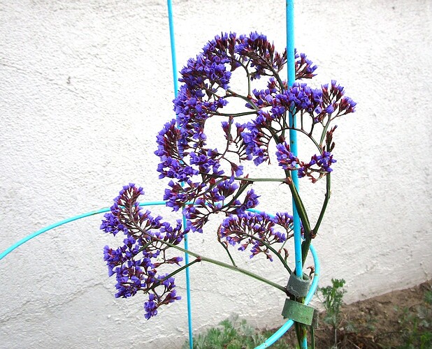 Flowerula_Purplera_a