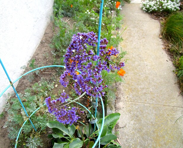 Flowerula_Purplera