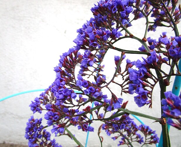 Flowerula_Purplera_b