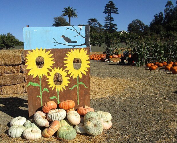 Pumpkin_patch_k_hps