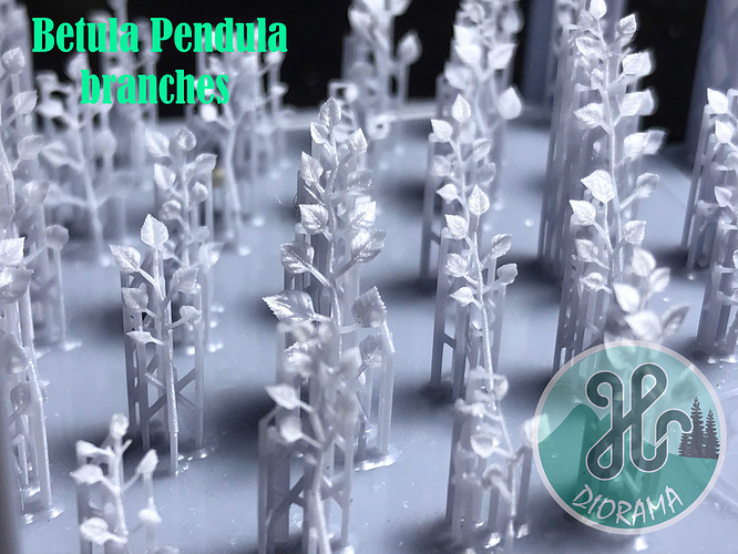 Betula Pendula branches