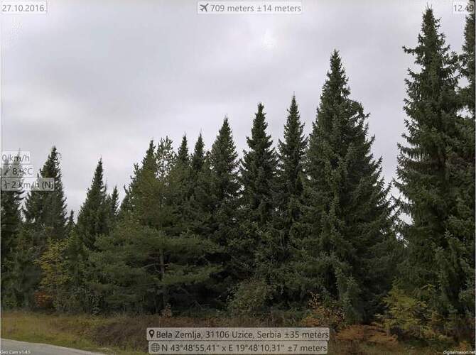 Seed-stand-of-Serbian-spruce-in-Bela-Zemlja-Serbia-The-seed-stand-of-Serbian-spruce-in