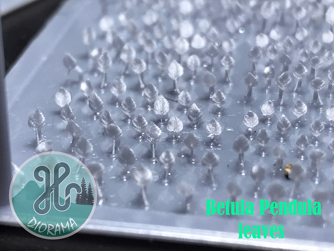 Betula Pendula leaves