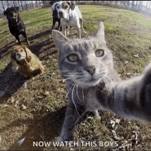 now-watch-this-boys-funny-animals