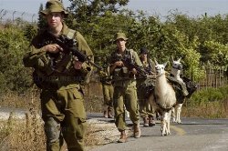 llamas&IDF