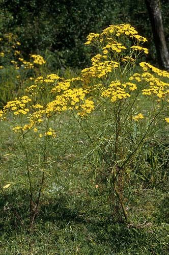 Senecio_brasiliensis81