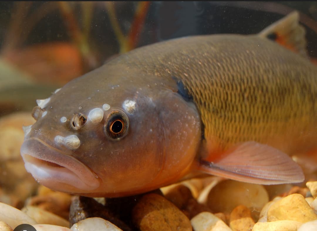 1943 September Newspaper Museums Etc Kitmaker Network