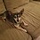 TinyDog01 TinyDog01